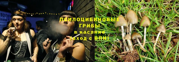 шишки Верея
